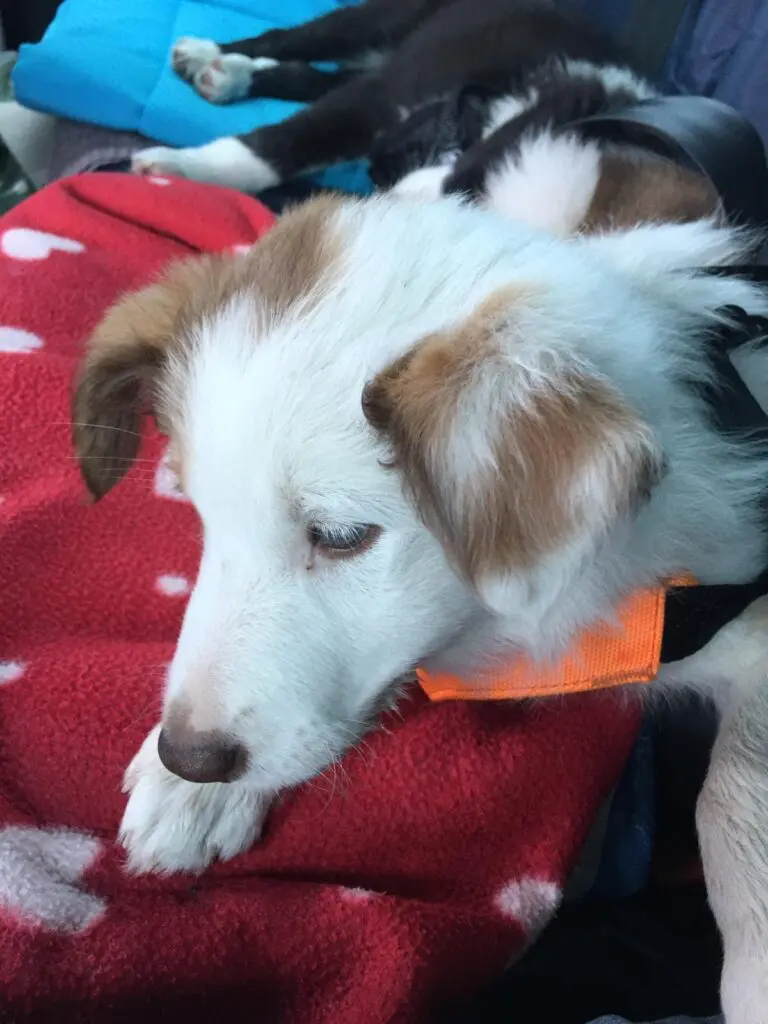 collecting a collie puppy in the pet taxi