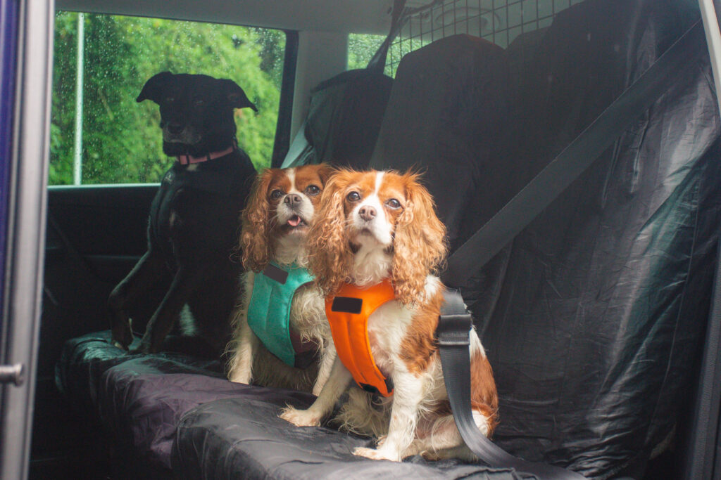 three dogs sat in back of pet taxi safely restrained with harnesses