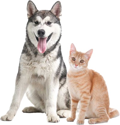 Dog and cat posing together